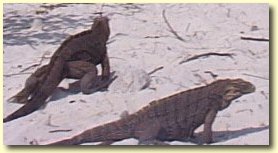 Iguanes