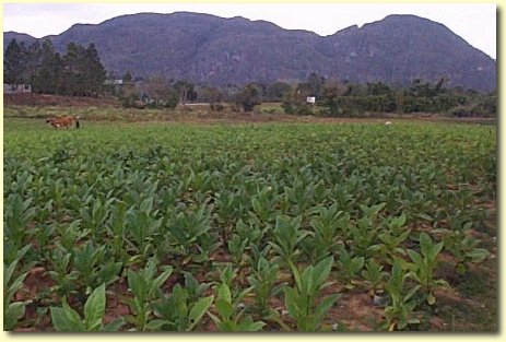 Plantation de tabac