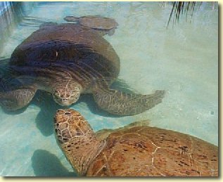 Turtles