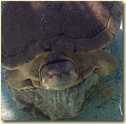 Turtles